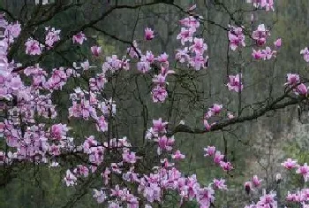 辛夷花期时间,花期是什么时候?