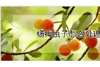 杨梅虫子怎么处理