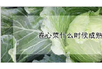 卷心菜什么时候成熟