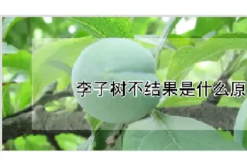 李子树不结果是什么原因