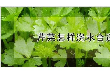 芹菜怎样浇水合适