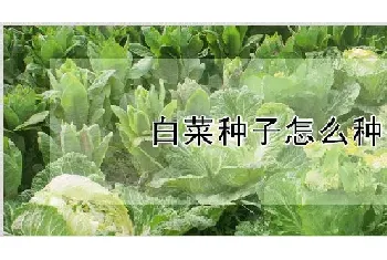 白菜种子怎么种