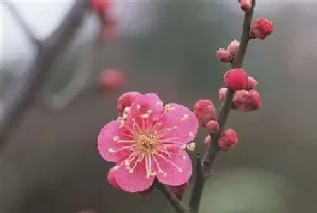 梅花几月份开花?梅花的功效与作用