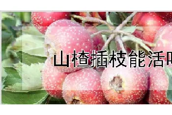 山楂插枝能活吗