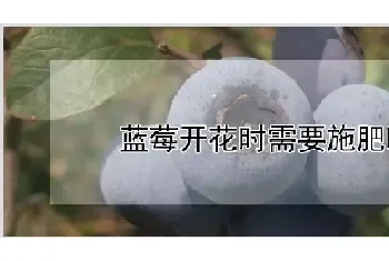 蓝莓开花时需要施肥吗