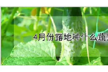 4月份露地种什么蔬菜