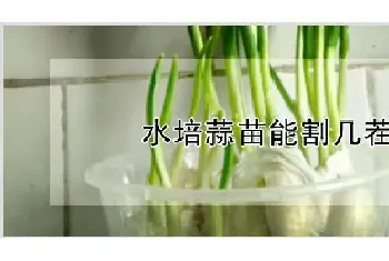 水培蒜苗能割几茬