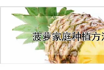 菠萝家庭种植方法