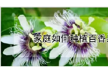 家庭如何种植百香果