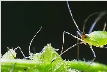 蚜虫的生物防治方法