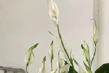 水里养的植物有哪些?水里养的植物大全