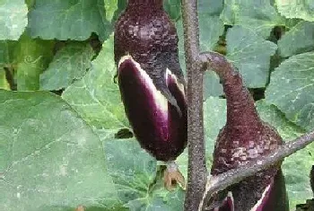 茄子种植间距是多少?茄子种植方法和注意事项