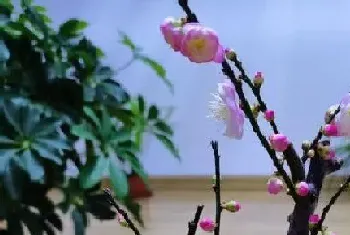 梅花是被子植物吗?梅花植物学介绍