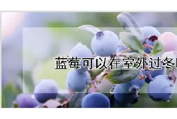 蓝莓可以在室外过冬吗