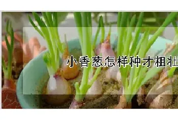 小香葱怎样种才粗壮