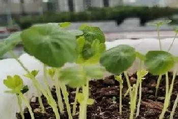 旱荷花冬天开花吗?旱荷花开发季节与植物学史