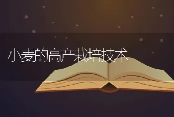 小麦的高产栽培技术