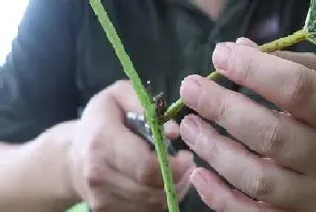 葡萄芽接最佳时间和技术方法?