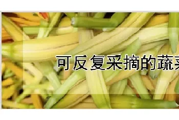 可反复采摘的蔬菜