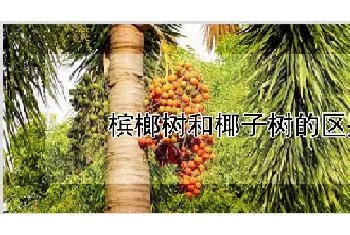 槟榔树和椰子树的区别