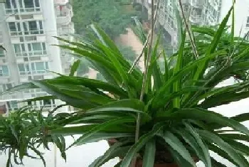 吊兰喜水吗,吊兰是喜水植物吗?