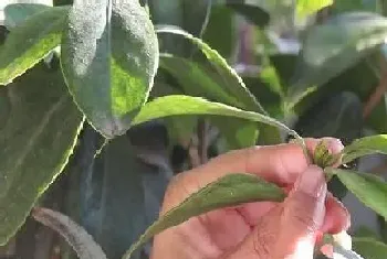 茶花什么时候剪枝合适?茶花剪枝方法和注意事项