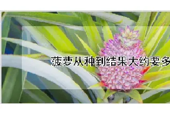 菠萝从种到结果大约要多久