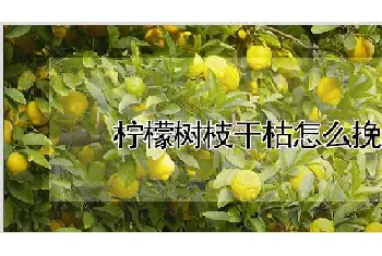 柠檬树枝干枯怎么挽救