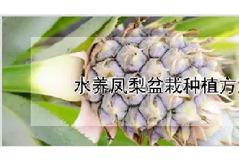 水养凤梨盆栽种植方法