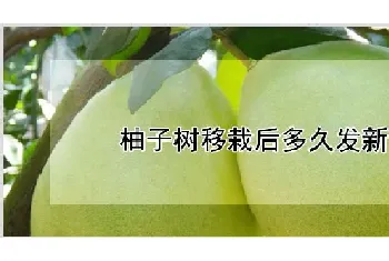 柚子树移栽后多久发新芽