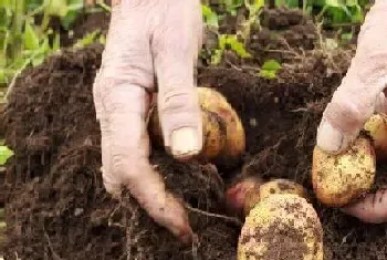 土豆怎么种植才能高产,土豆高产种植技术?