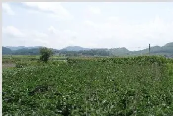 农村山区适合种植哪些中药材？有钱景的药材介绍