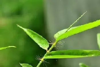 竹树开花什么预兆?