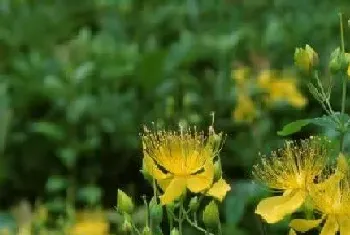 金丝桃一年开几次花,花期什么时候?