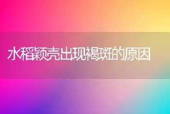 水稻颖壳出现褐斑的原因