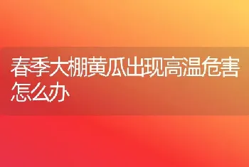 春季大棚黄瓜出现高温危害怎么办