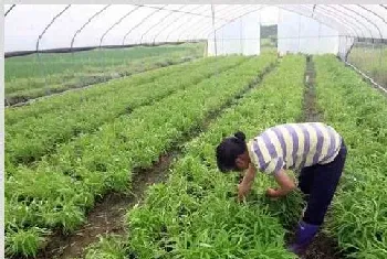 大棚空心菜种植时间怎么把握