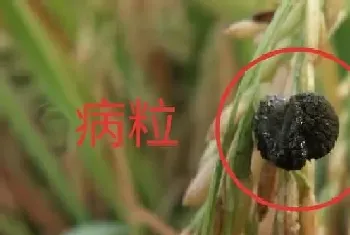 水稻稻曲病发病症状及防治方法,稻曲病怎么让它不蔓延?