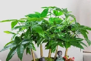 喜阴的植物室内有哪些,什么绿植花卉耐阴适合室内养?