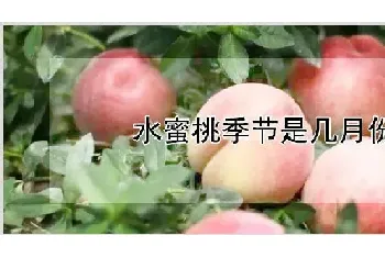 水蜜桃季节是几月份