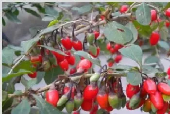 枸杞种植技术和栽培管理技术