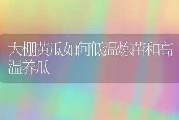 大棚黄瓜如何低温炼苗和高温养瓜