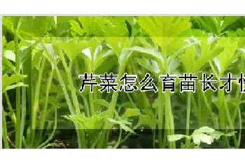 芹菜怎么育苗长才快