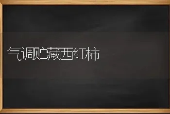 气调贮藏西红柿