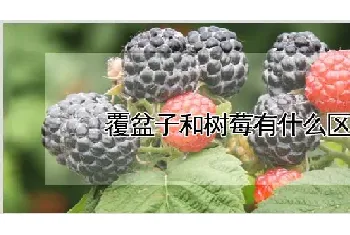 覆盆子和树莓有什么区别