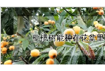 枇杷树能种在花盆里吗