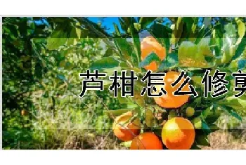 芦柑怎么修剪