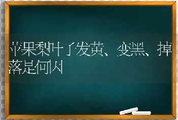 苹果梨叶子发黄、变黑、掉落是何因