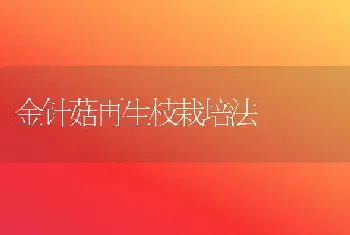 金针菇再生枝栽培法