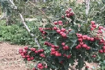 山楂树施什么肥最好?